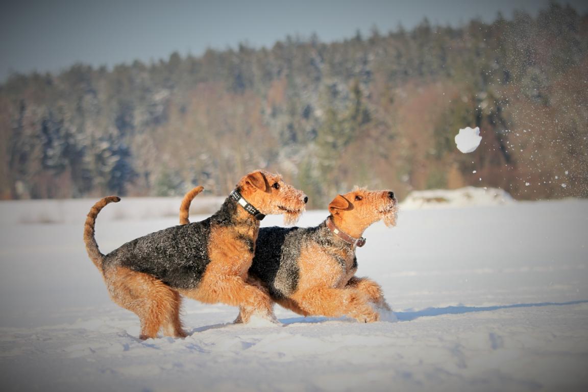 hecklin.de Hund &amp; Freizeit